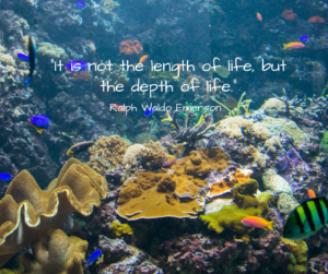 Social Media 6-23-15