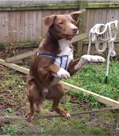 dog on tightrope