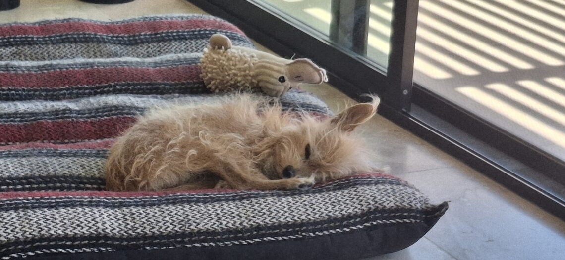 Resting dog