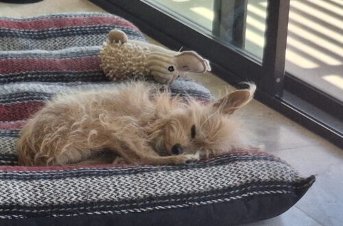 Resting dog