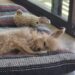 Resting dog